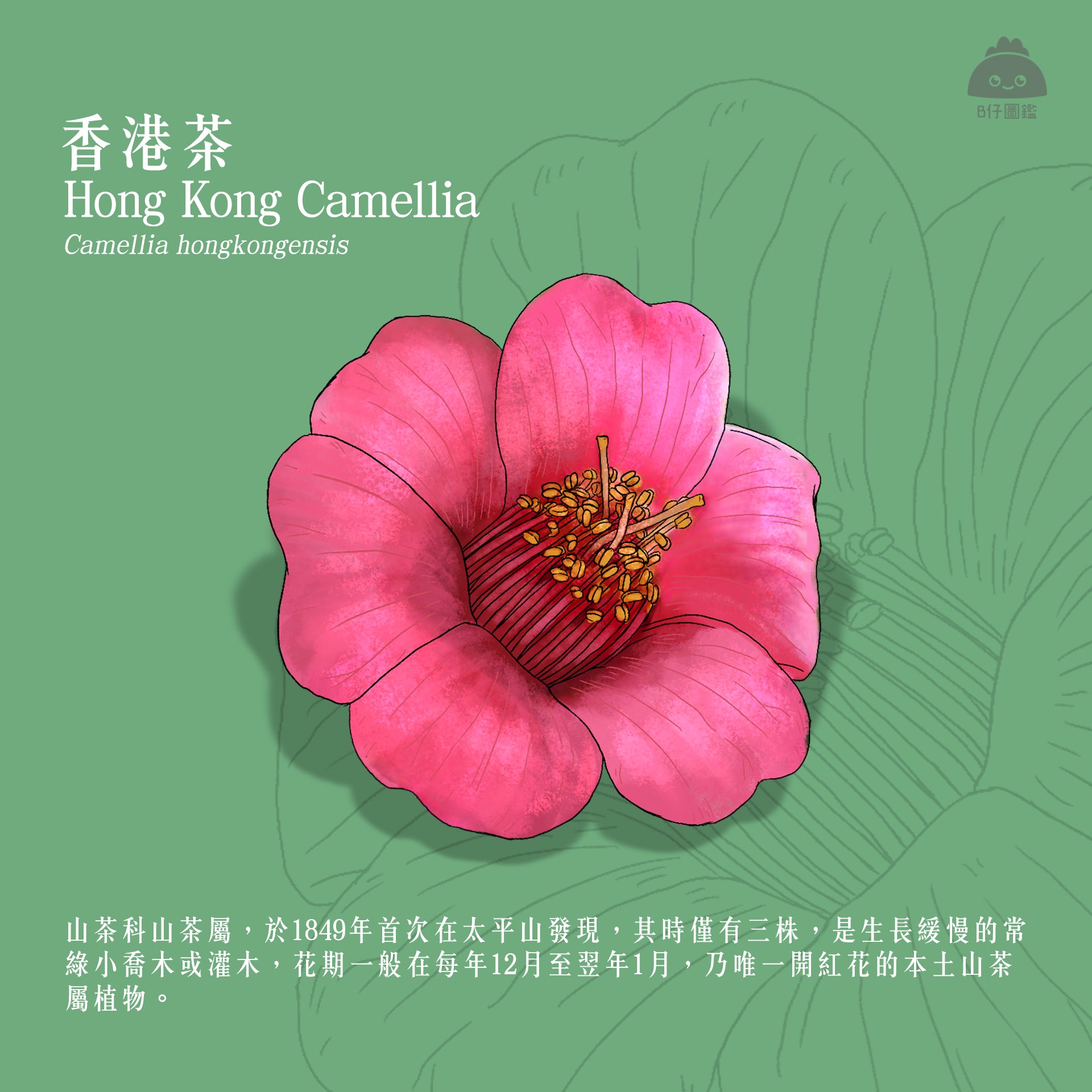 【香港茶 · 茶花陶藝工作坊】