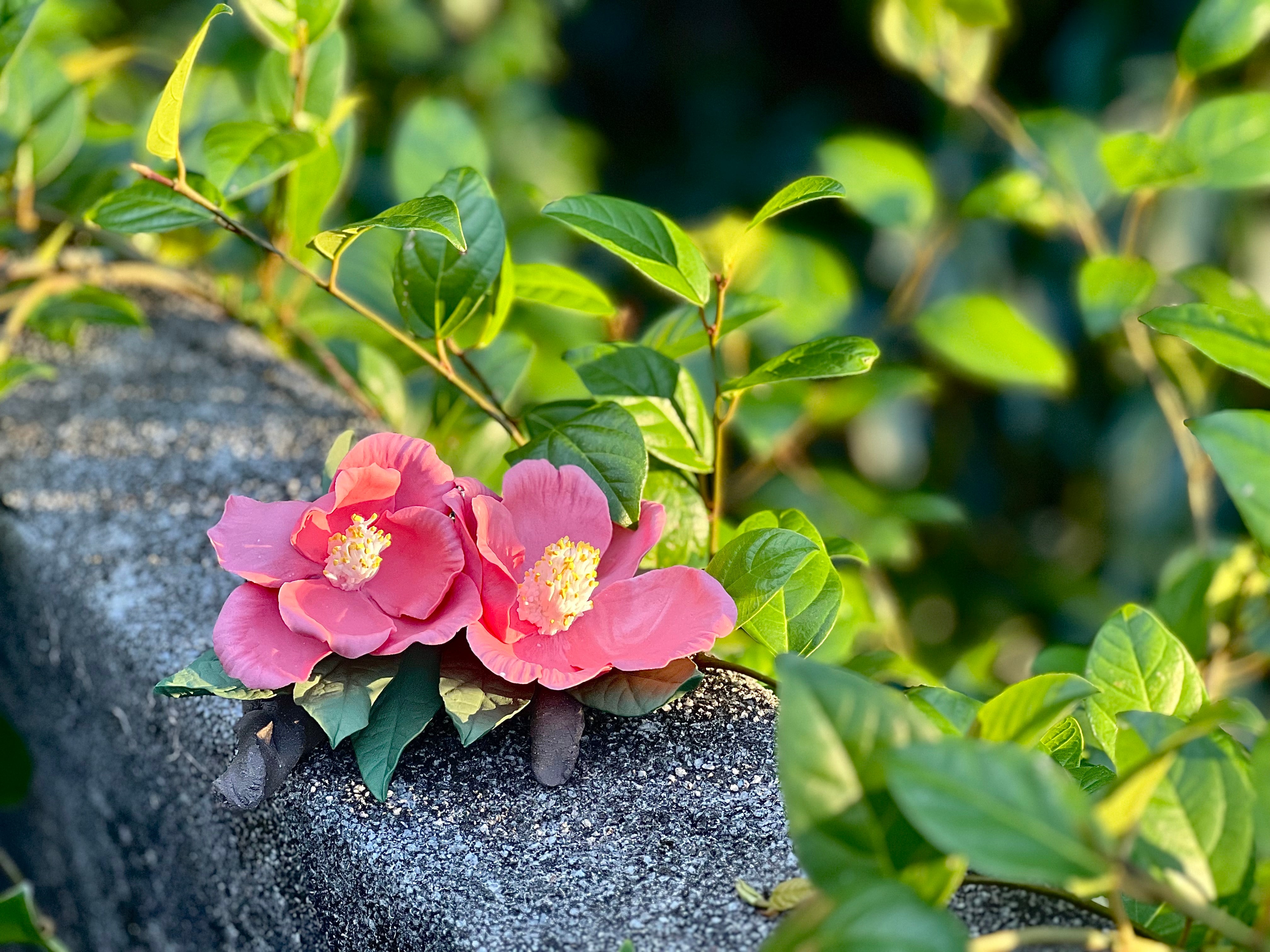 【香港茶  ·  茶花陶藝工作坊】