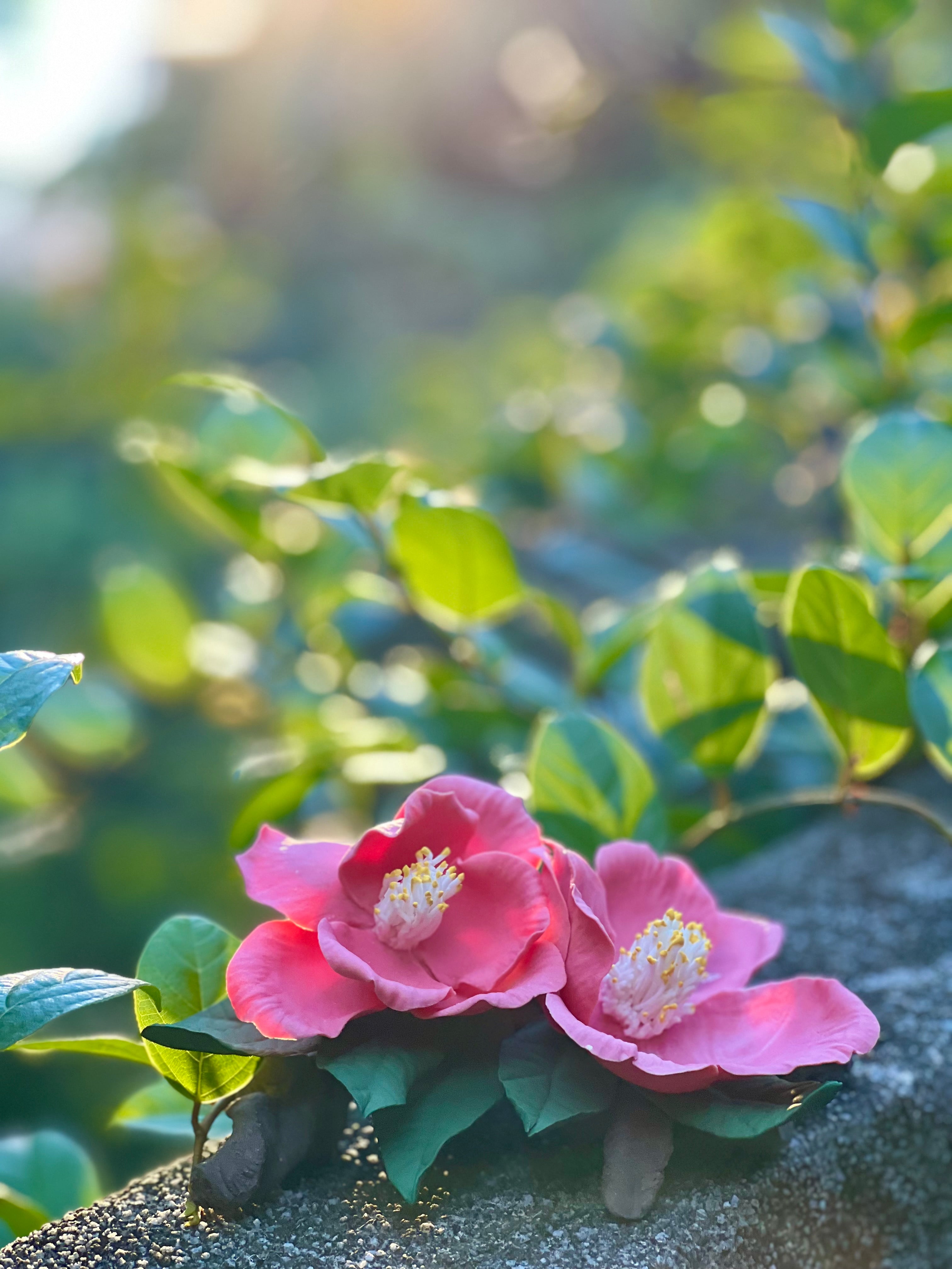 【香港茶  ·  茶花陶藝工作坊】